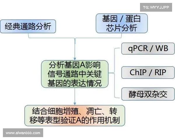高位压迫对人体健康的影响及其临床诊治策略研究 高位压迫对人体健康的影响及其临床诊治策略研究